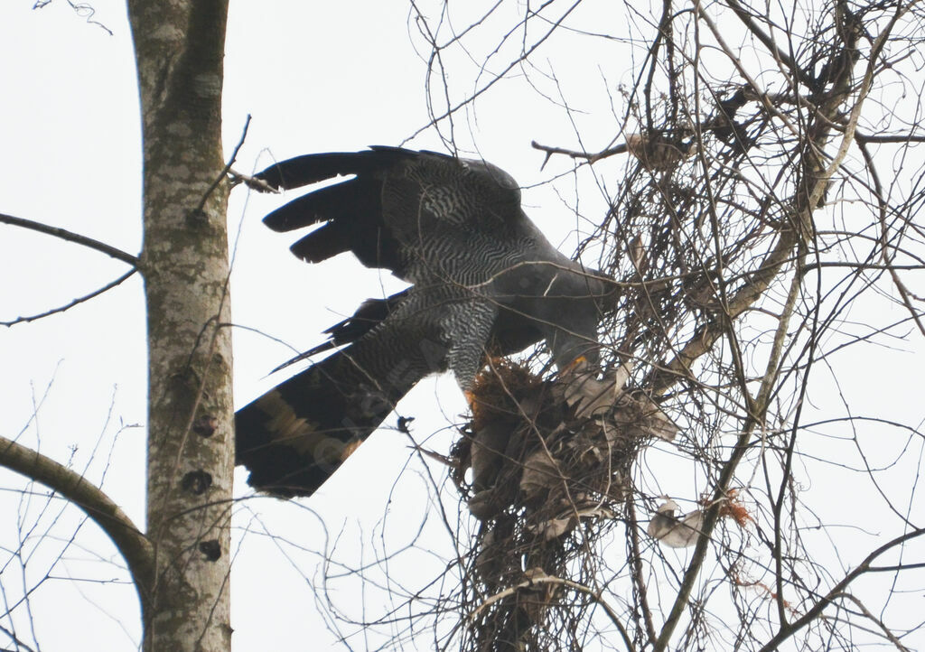 African Harrier-Hawkadult, Behaviour