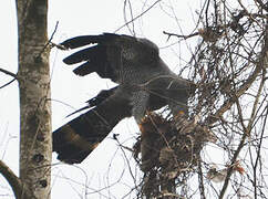 African Harrier-Hawk