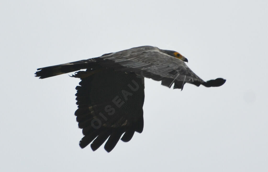 African Harrier-Hawkadult, Flight