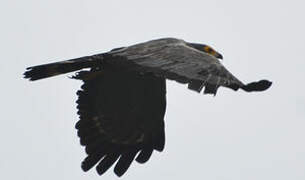 African Harrier-Hawk