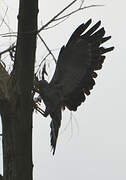 African Harrier-Hawk