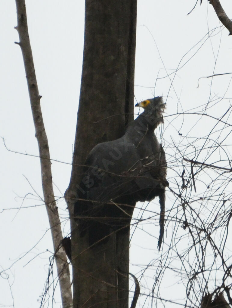 African Harrier-Hawkadult, Behaviour