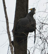 African Harrier-Hawk