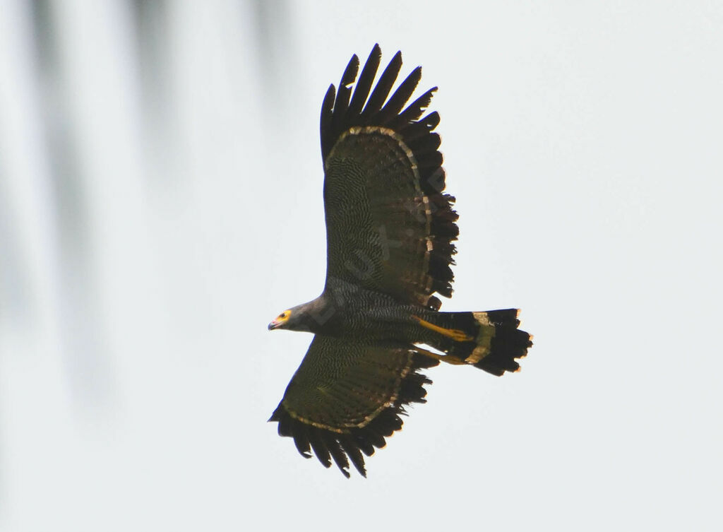 African Harrier-Hawkadult, Flight