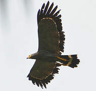 African Harrier-Hawk