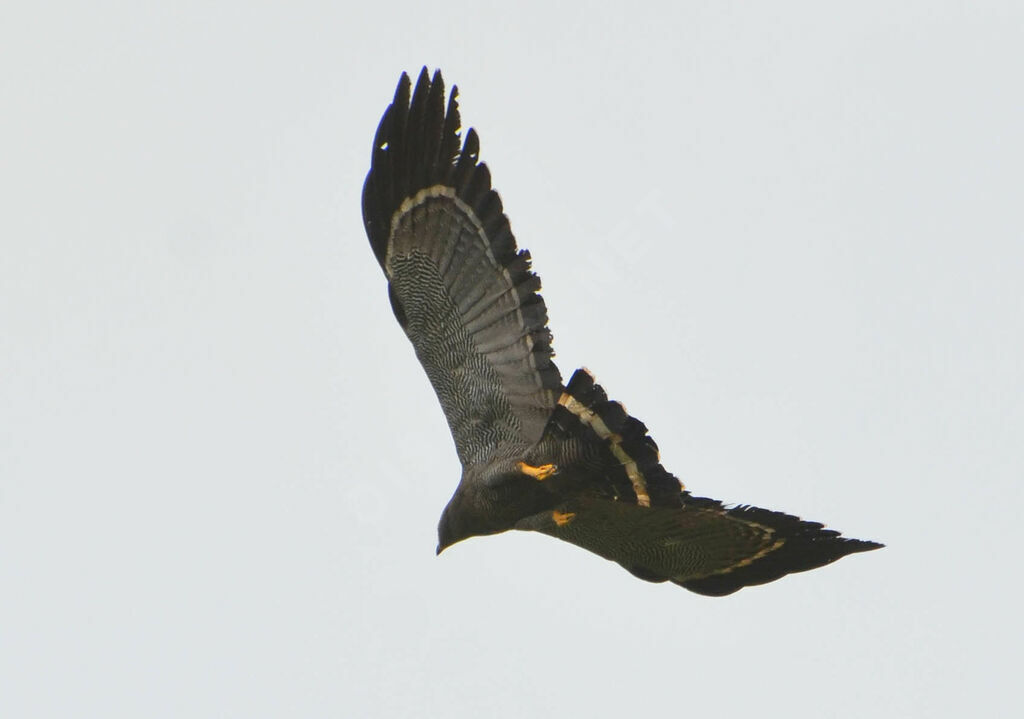 African Harrier-Hawkadult, Flight