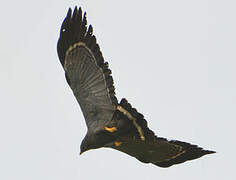 African Harrier-Hawk