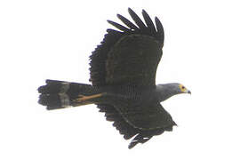 African Harrier-Hawk