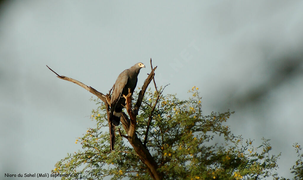 African Harrier-Hawkadult