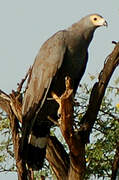 African Harrier-Hawk