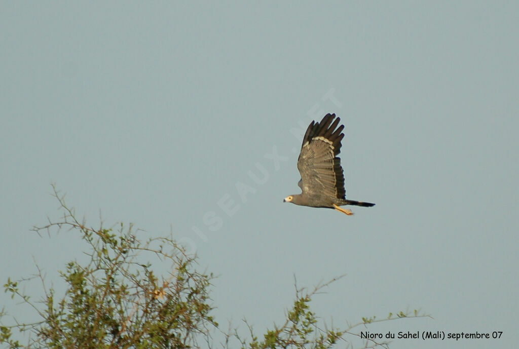 African Harrier-Hawkadult