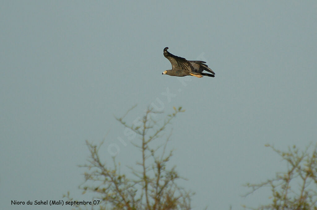 African Harrier-Hawk