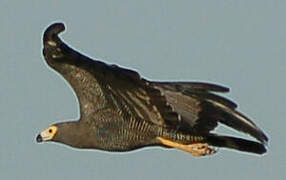 African Harrier-Hawk