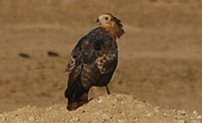 African Harrier-Hawk