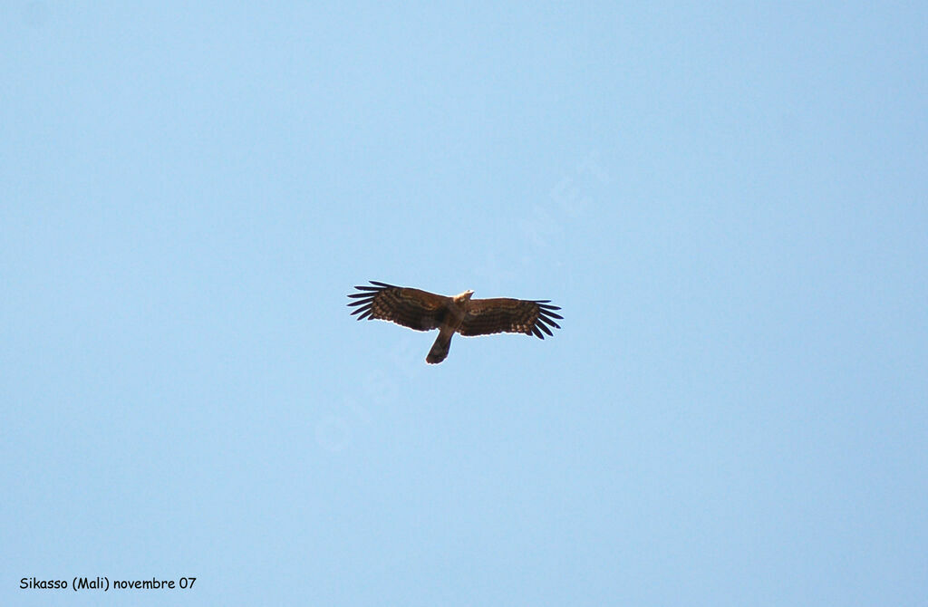 African Harrier-Hawkjuvenile