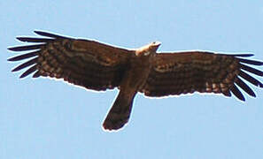 African Harrier-Hawk