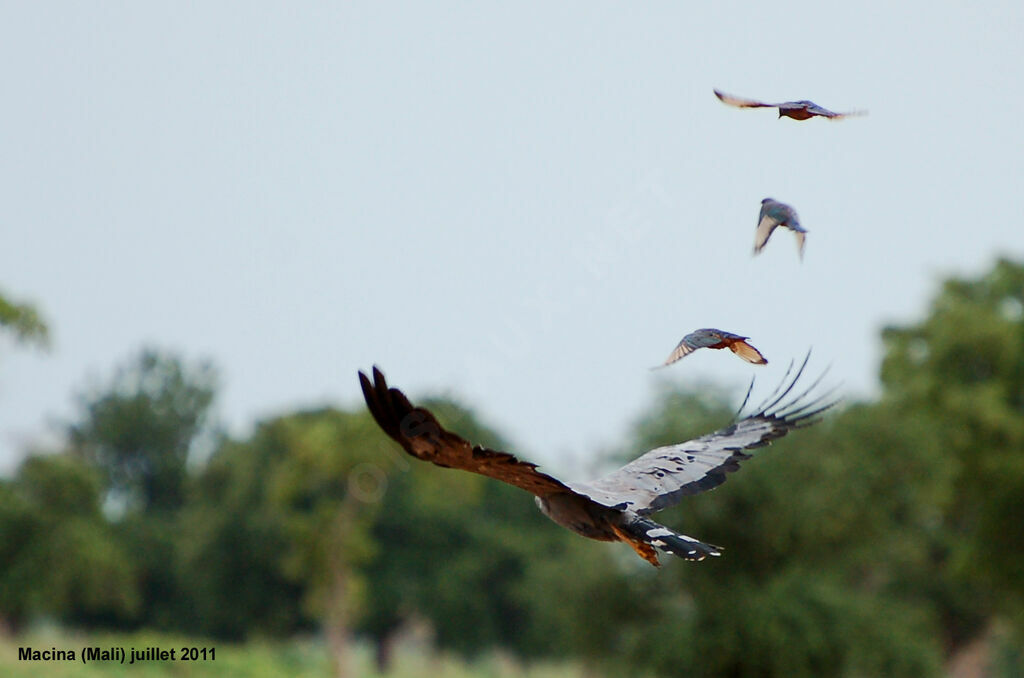 African Harrier-Hawkadult, Behaviour