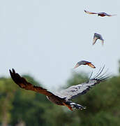 African Harrier-Hawk