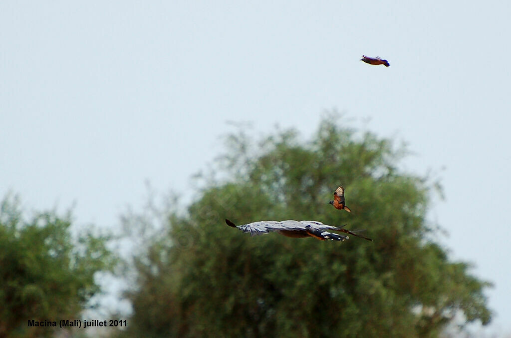 African Harrier-Hawkadult, Behaviour