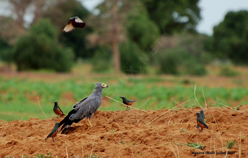 African Harrier-Hawkadult, Behaviour