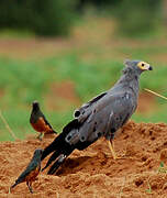 African Harrier-Hawk