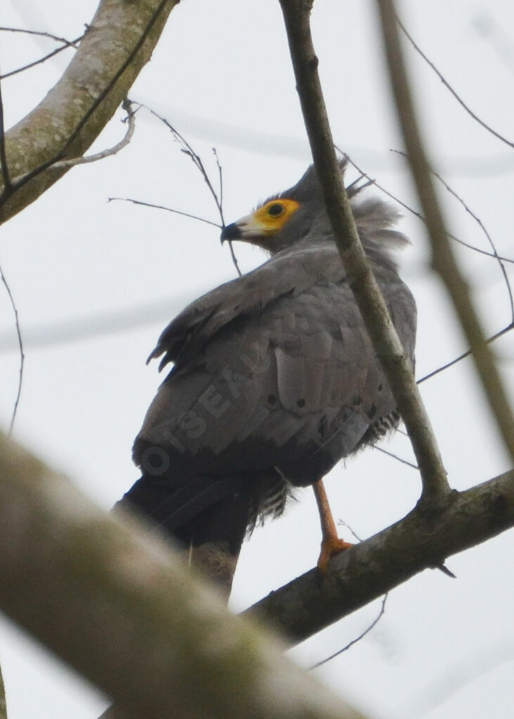 African Harrier-Hawkadult, identification