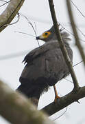 African Harrier-Hawk