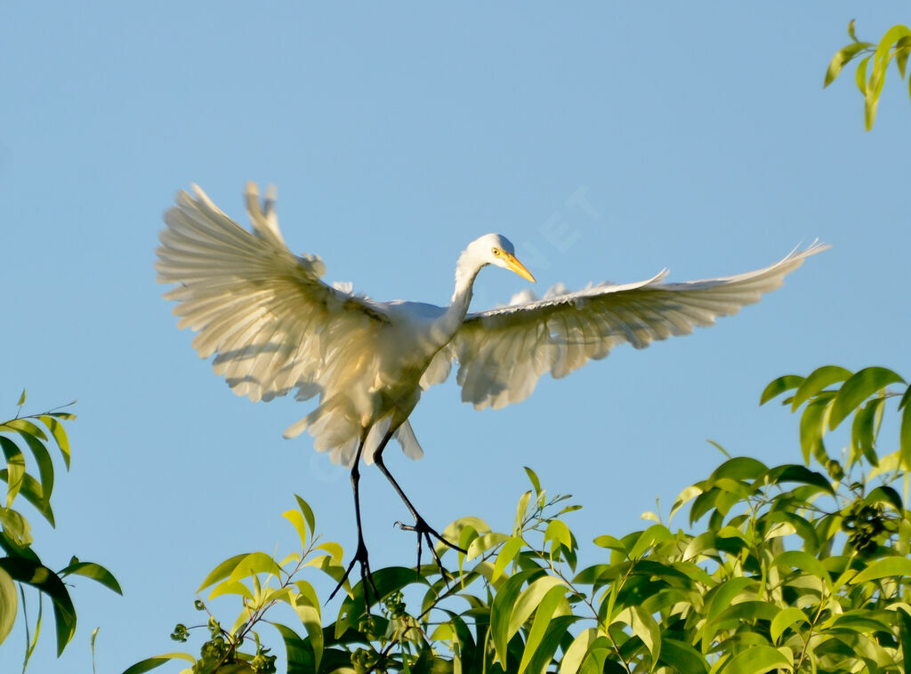 Yellow-billed Egretadult, Flight