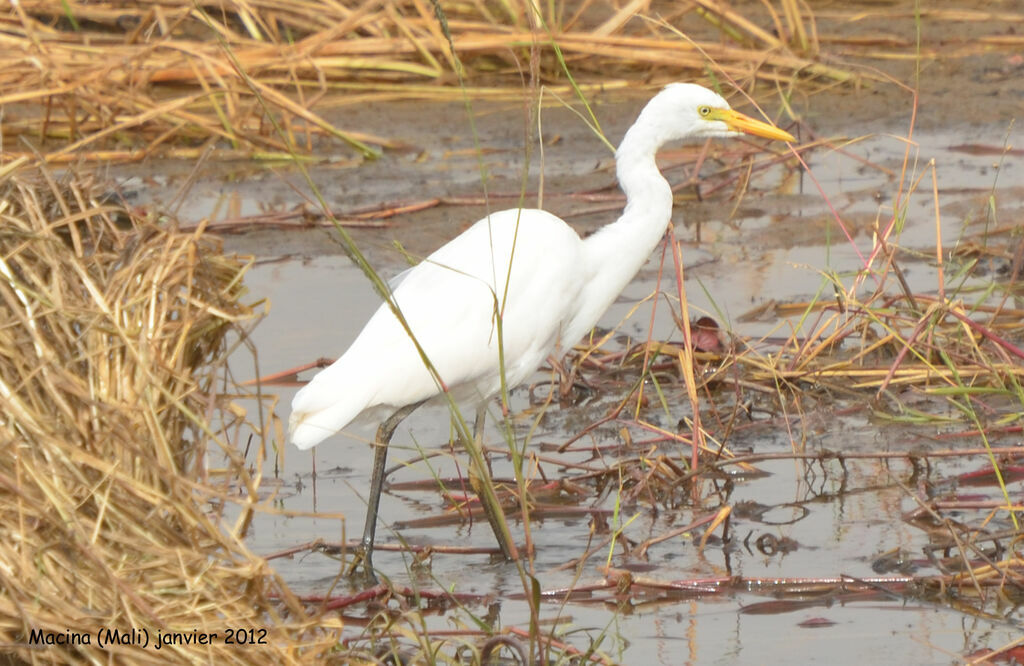 Yellow-billed Egretadult, identification
