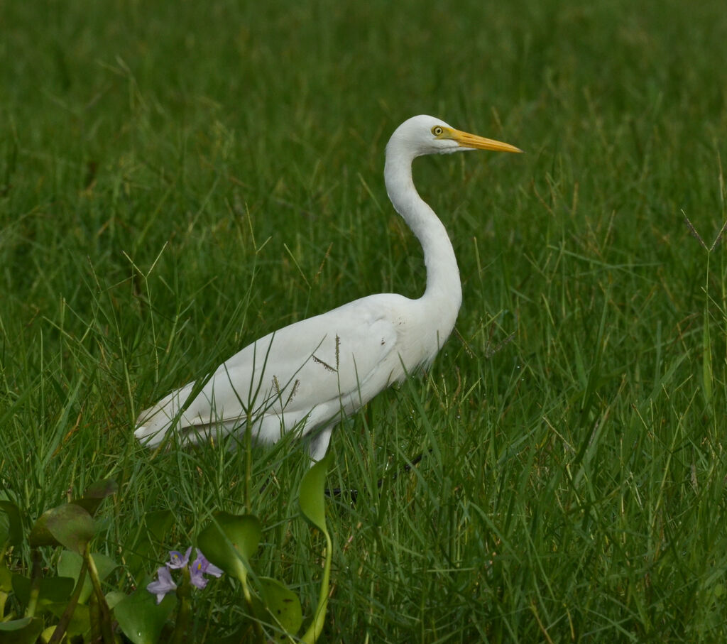 Yellow-billed Egretadult, identification