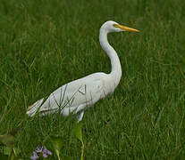 Yellow-billed Egret