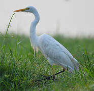 Yellow-billed Egret