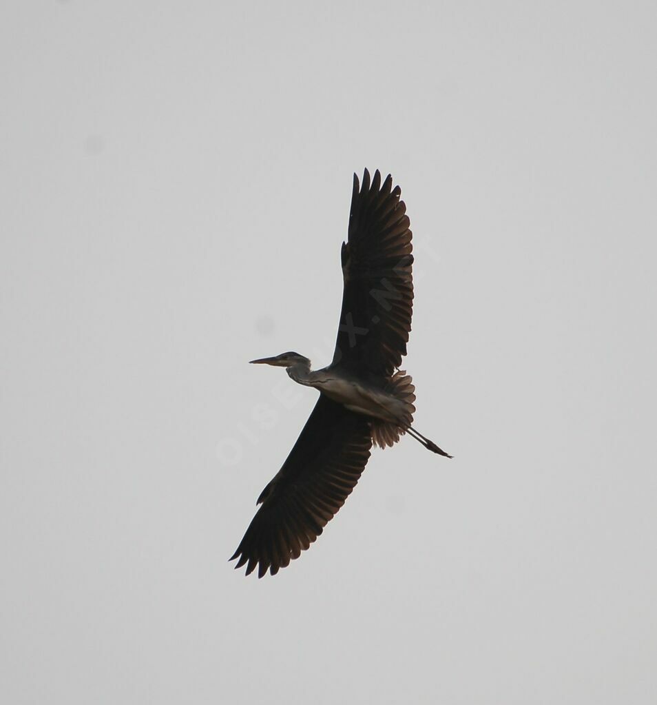 Grey Heronadult, Flight