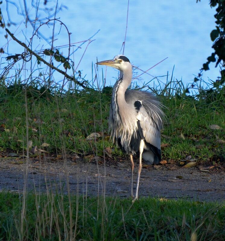 Grey Heronadult, identification