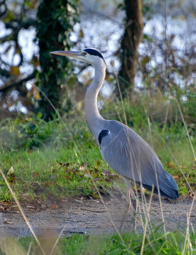 Grey Heronadult, identification