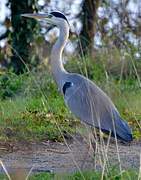 Grey Heron