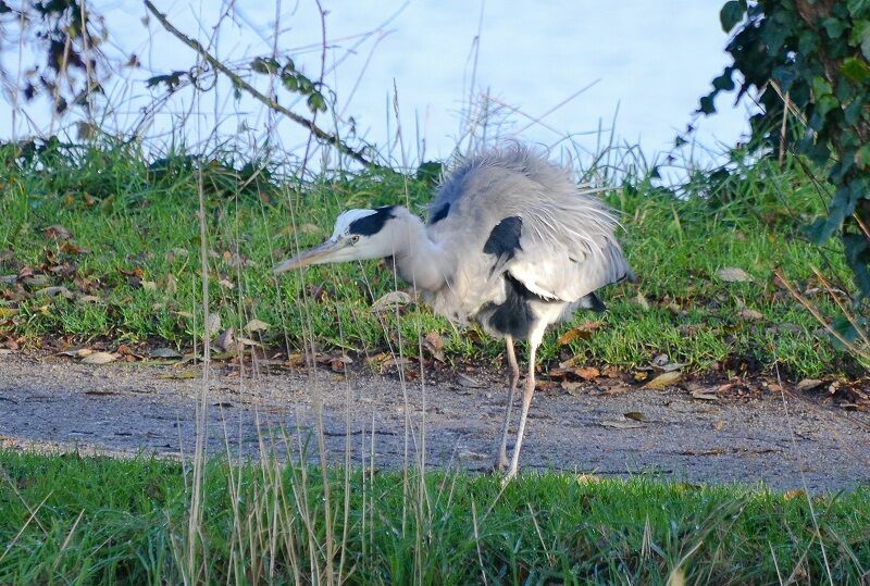 Grey Heron, Behaviour