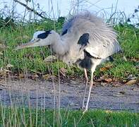 Grey Heron