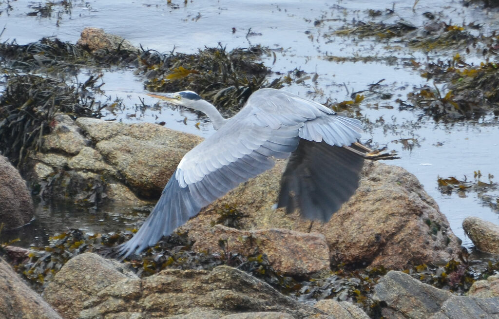 Grey Heronadult, Flight