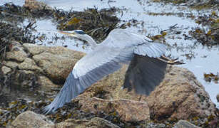 Grey Heron