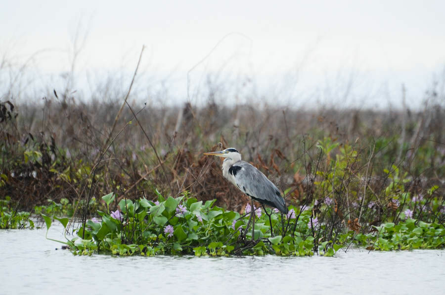 Grey Heronimmature