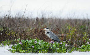 Grey Heron