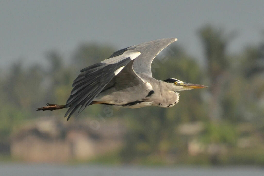 Grey Heronadult, Flight