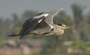 Grey Heron