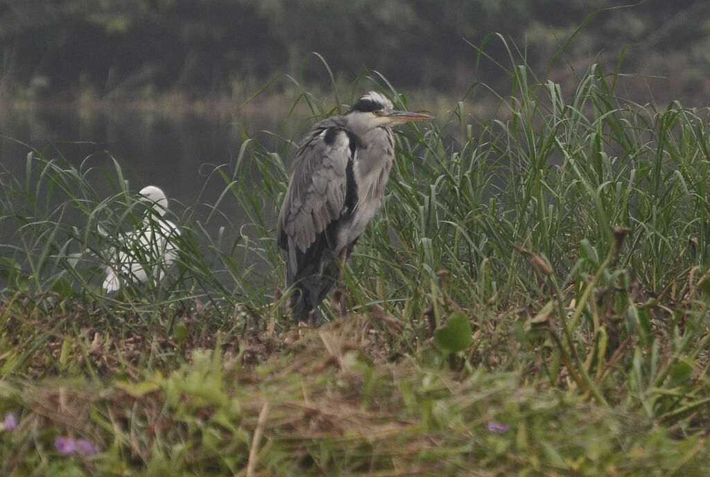 Grey Heronadult