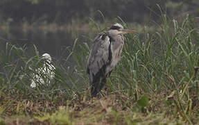 Grey Heron