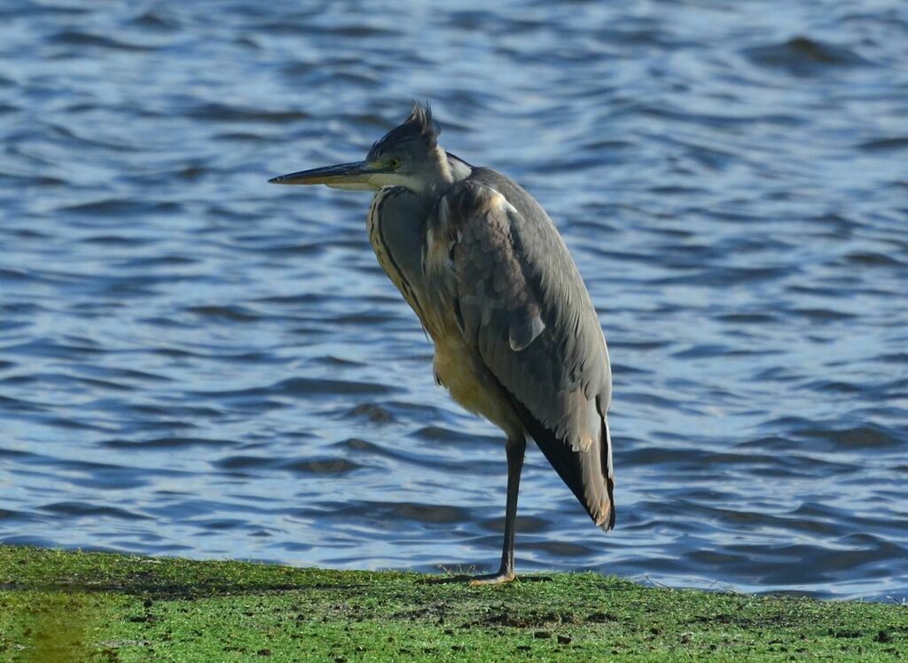 Grey Heronadult, identification