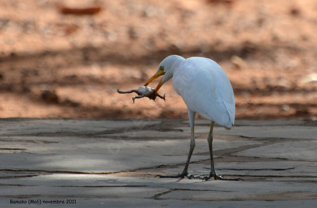 Western Cattle Egretadult, feeding habits