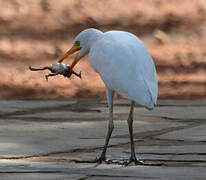 Western Cattle Egret