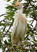 Western Cattle Egret